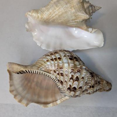 Sea Specimens