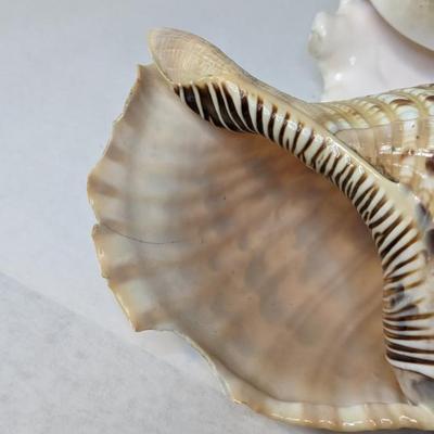 Sea Specimens