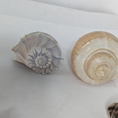 Sea Specimens
