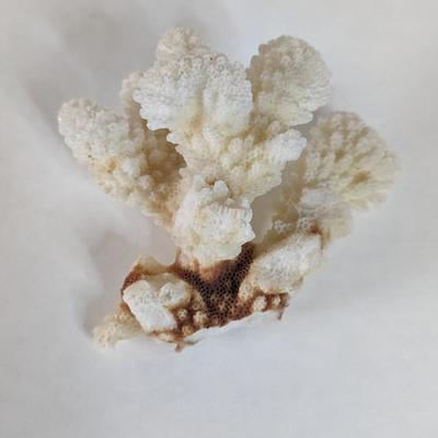 Sea Specimens
