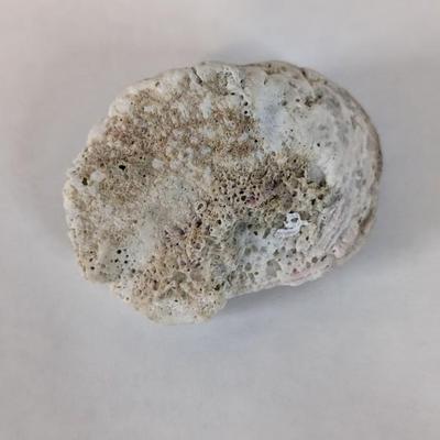 Sea Specimens