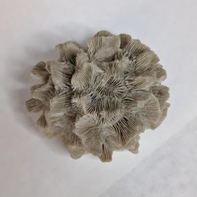 Sea Specimens