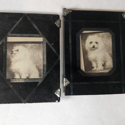 Cats and Dogs