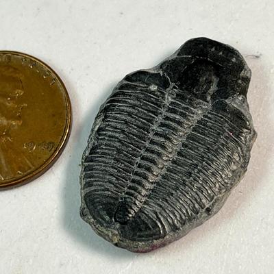 FOSSIL TRILOBITE
