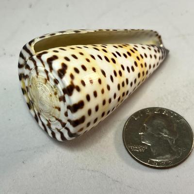 2-1/2â€ LONG SPOTTED SEASHELL