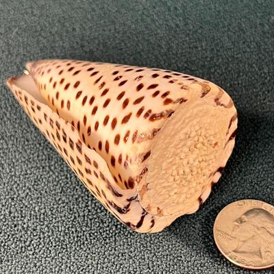 SPOTTED SEA SHELL 3-1/2â€ LONG