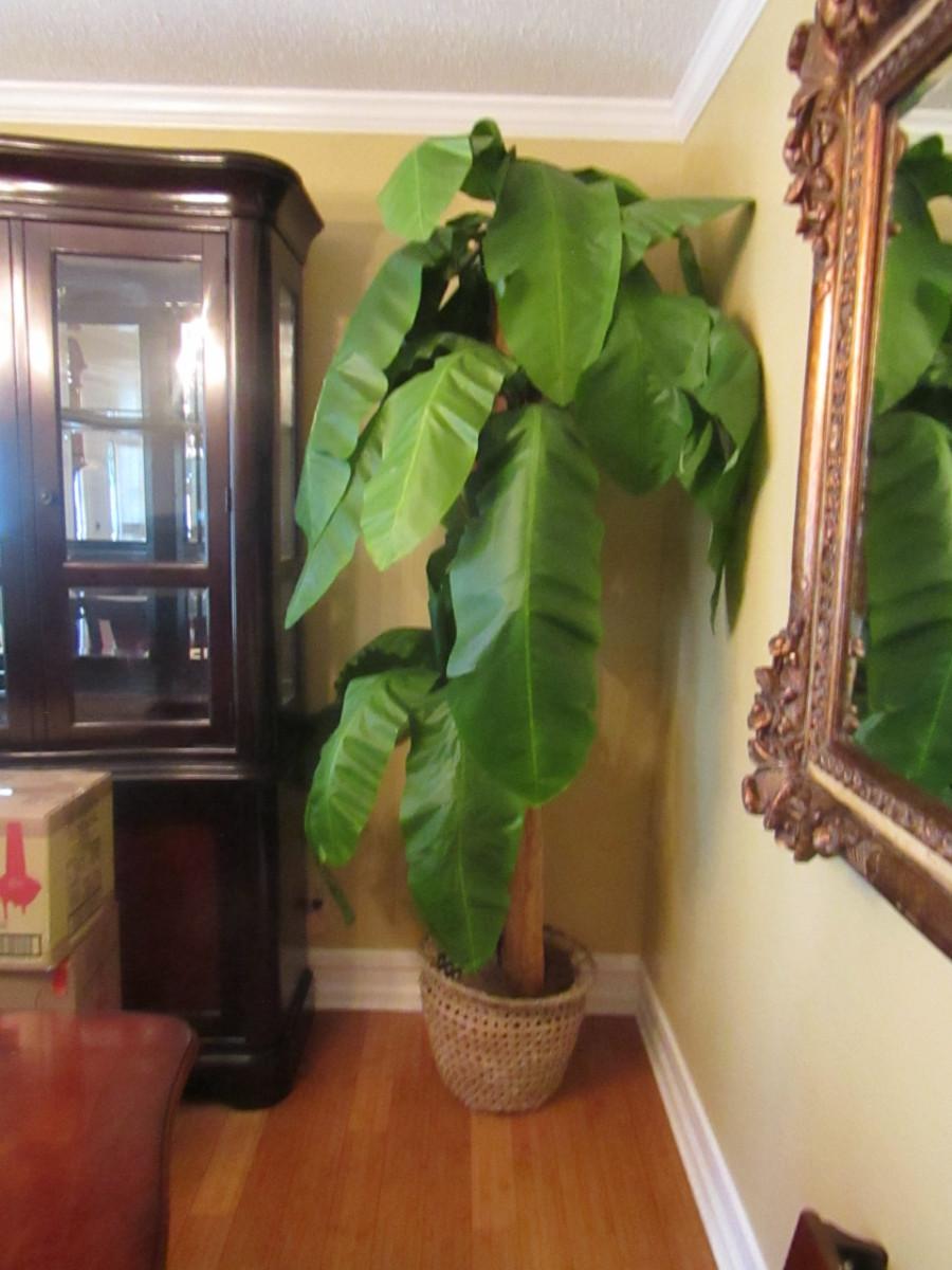 Artificial Banana Tree Approx 82" Tall