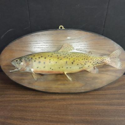 Taxidermy trout fish mounted on a display board
