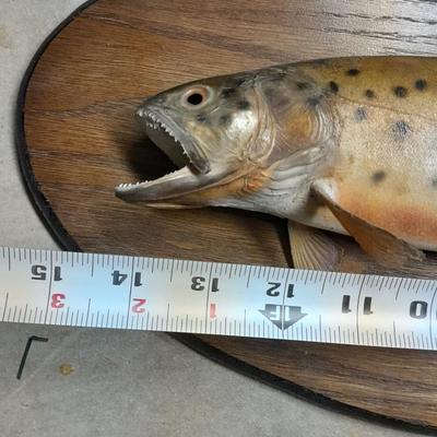 Taxidermy trout fish mounted on a display board