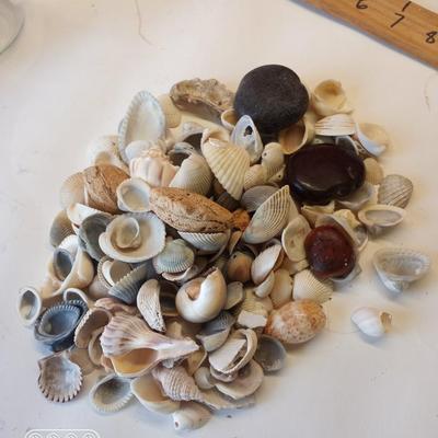 Various Sea shells etc
