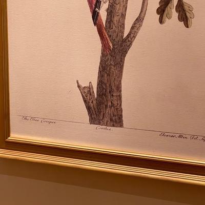 Antique Bird Print of the Eurasian Treekeeper by Albin