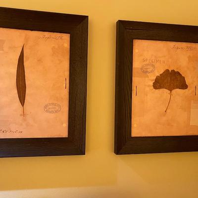 Four Piece Leaf Specimen Artwork Framed