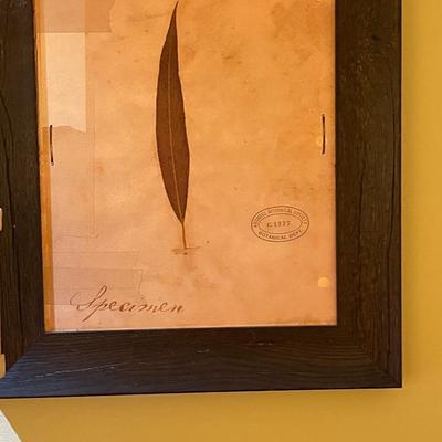 Four Piece Leaf Specimen Artwork Framed