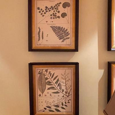 Four Diderot Antique Ferns Pictures