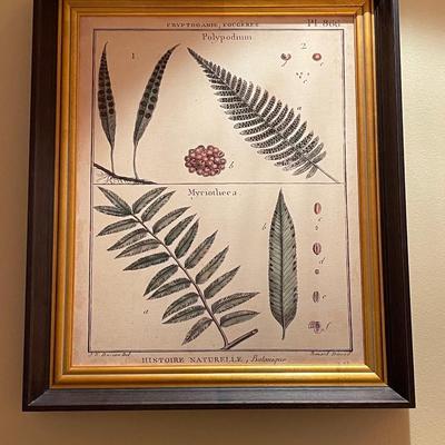 Four Diderot Antique Ferns Pictures