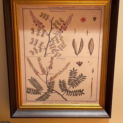 Four Diderot Antique Ferns Pictures