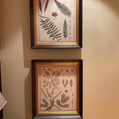 Four Diderot Antique Ferns Pictures