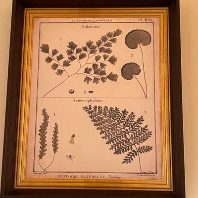 Four Diderot Antique Ferns Pictures