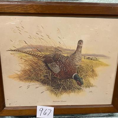 Ring Neck Pheasant