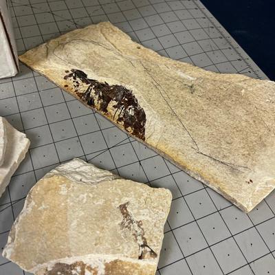 Pieces of Shell and Fossils of fish, leaf, etc.