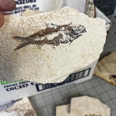 Pieces of Shell and Fossils of fish, leaf, etc.