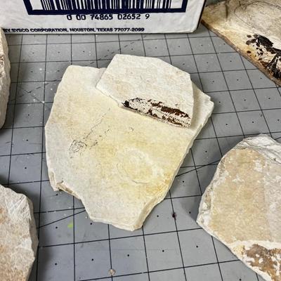 Pieces of Shell and Fossils of fish, leaf, etc.