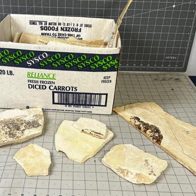 Pieces of Shell and Fossils of fish, leaf, etc.