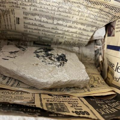 Pieces of Shell and Fossils of fish, leaf, etc.