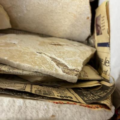 Pieces of Shell and Fossils of fish, leaf, etc.