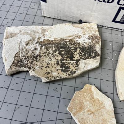 Pieces of Shell and Fossils of fish, leaf, etc.