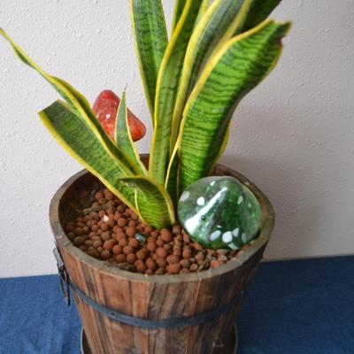 LOT 13 LIVE POTTED PLANT