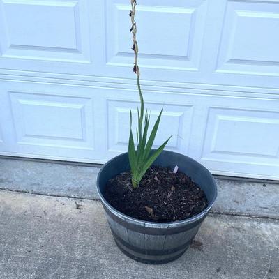 Two Matching Flower Pots