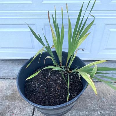 Two Matching Flower Pots