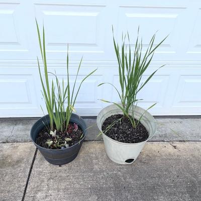 Two Flower Pots
