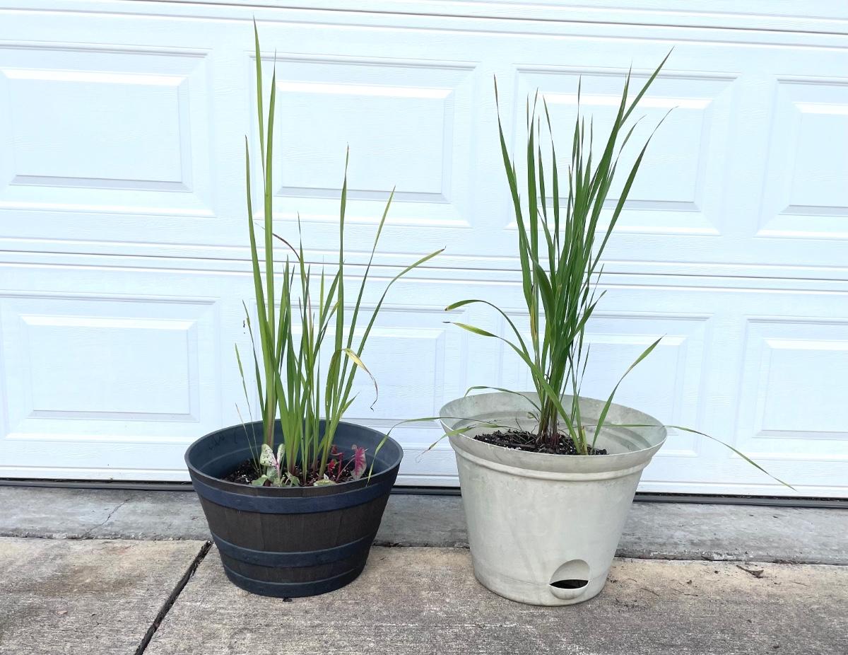 Two Flower Pots