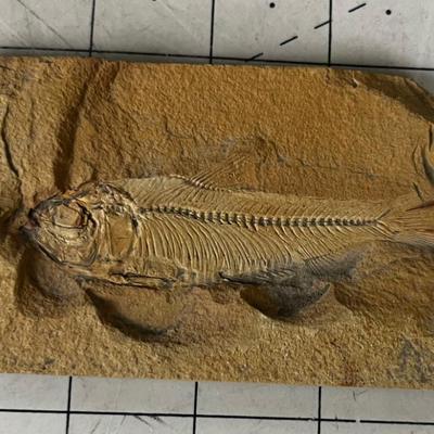 Fossil Fish 