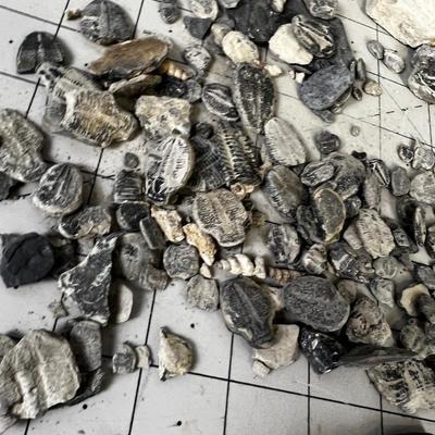 Lots of Trilobites 