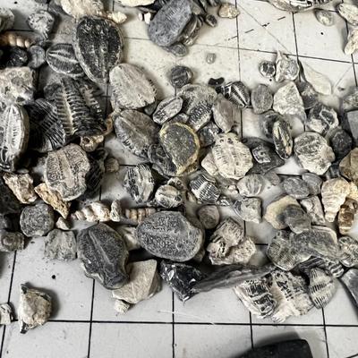 Lots of Trilobites 