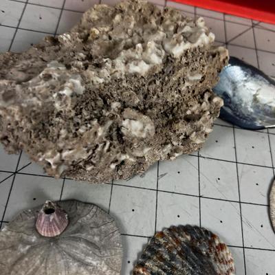 Mixed lot of Rocks and Sea Shells