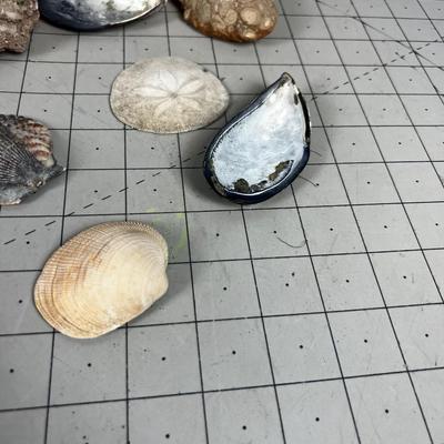 Mixed lot of Rocks and Sea Shells