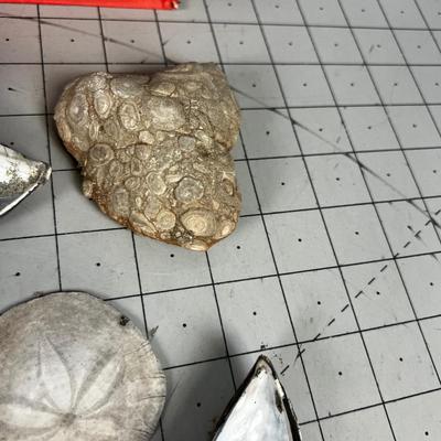 Mixed lot of Rocks and Sea Shells