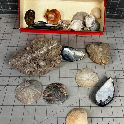 Mixed lot of Rocks and Sea Shells