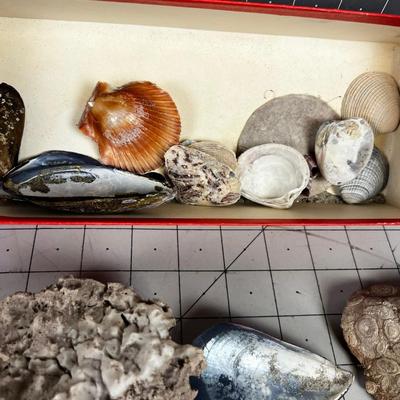 Mixed lot of Rocks and Sea Shells