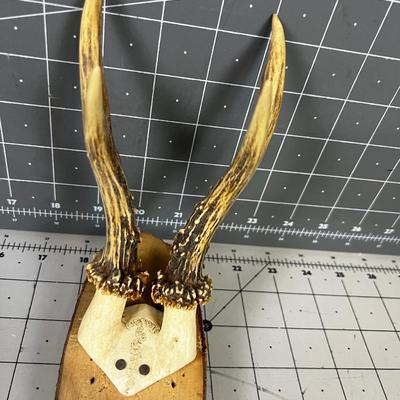 "First Deer Trophy Shot near the Village of Kammerberg, Germany