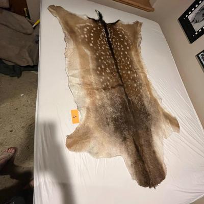 European Fallow deer hide