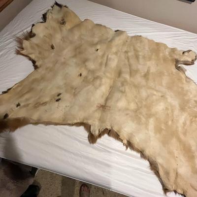 Elk Hide