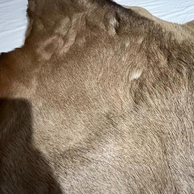 Elk Hide