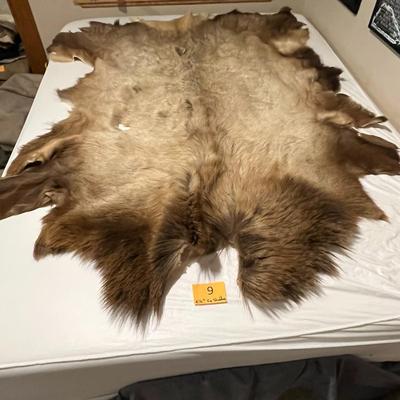 Elk Hide - this is shedding