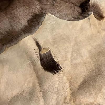 Elk Hide - this is shedding