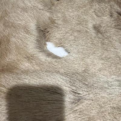 Elk Hide - this is shedding